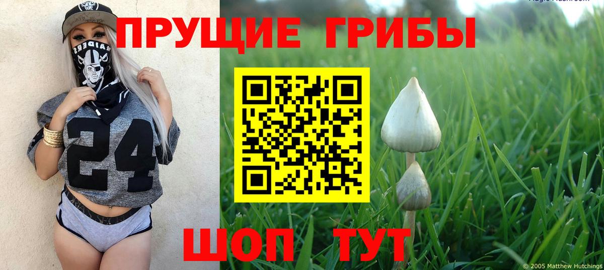 Галлюциногенные грибы Psilocybe Тейково